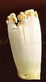 Stamens-see one stamen bent inward (arrow-marked)
